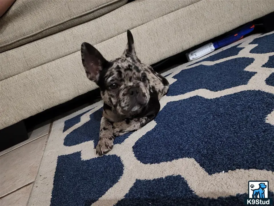 French Bulldog stud dog